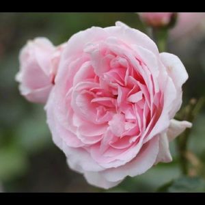 Meet your Posher, Aide